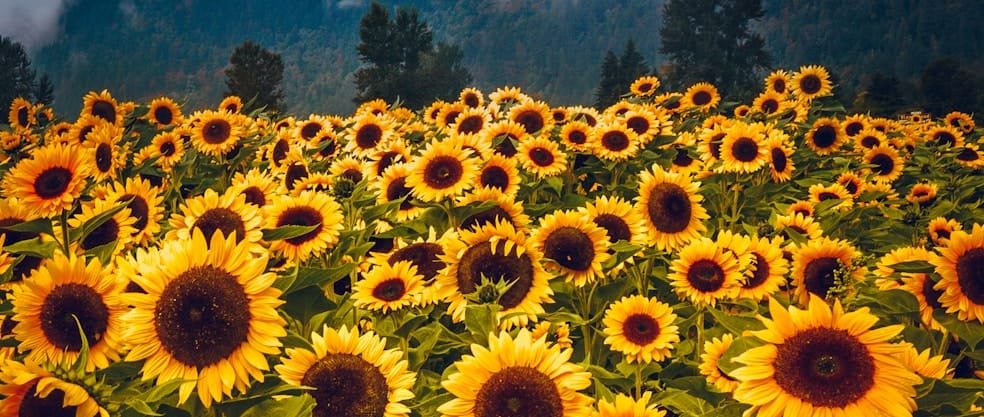 Einde van de zomer