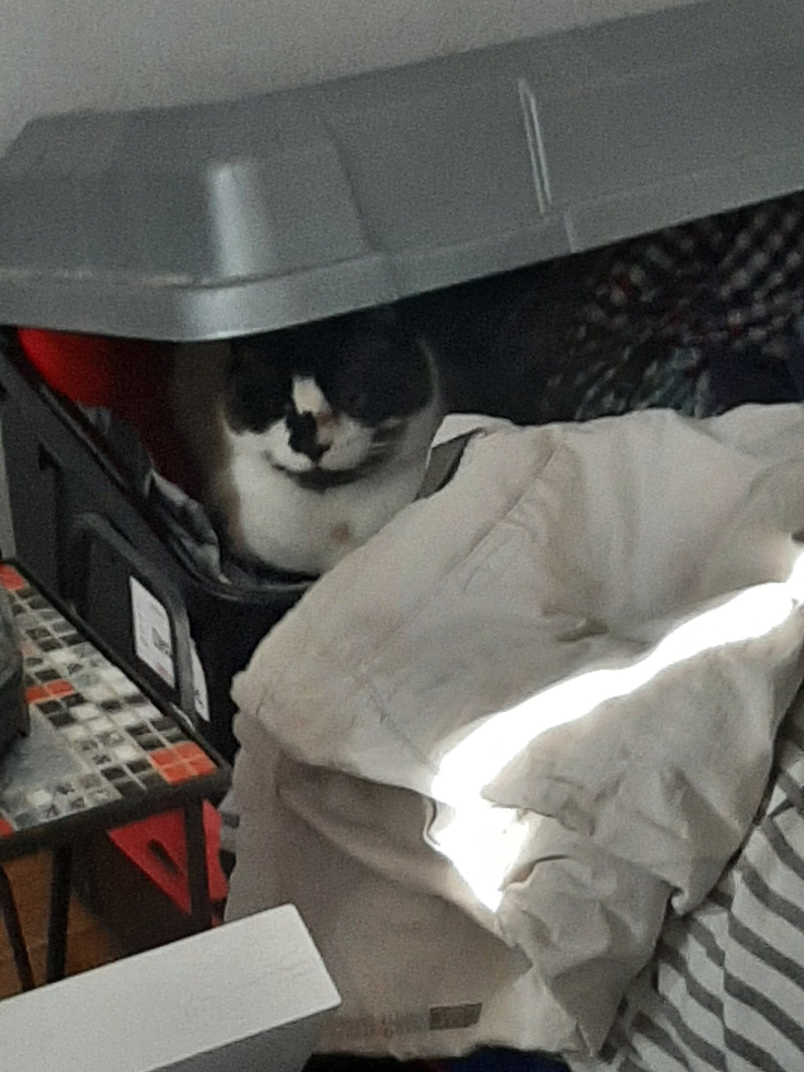 Onze kat, Winston