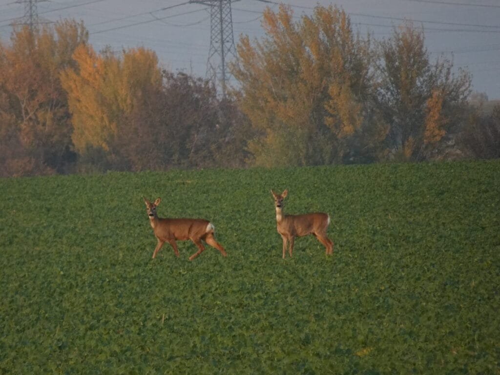 Bezoek