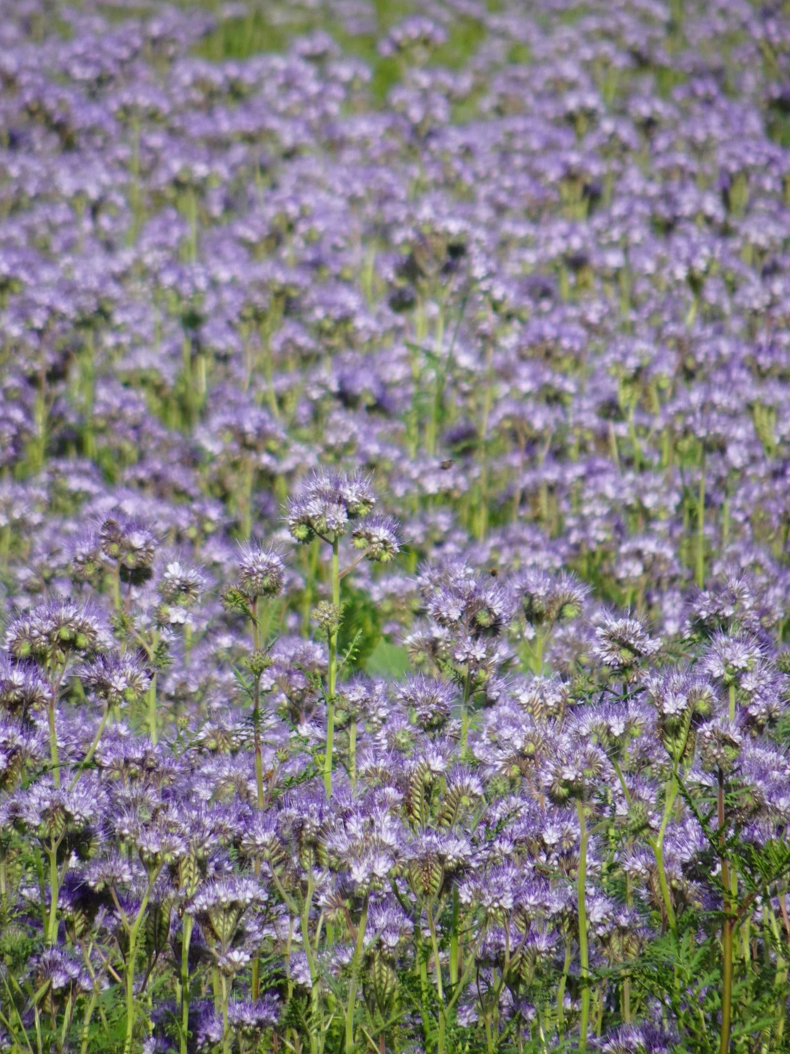 Lavendel?