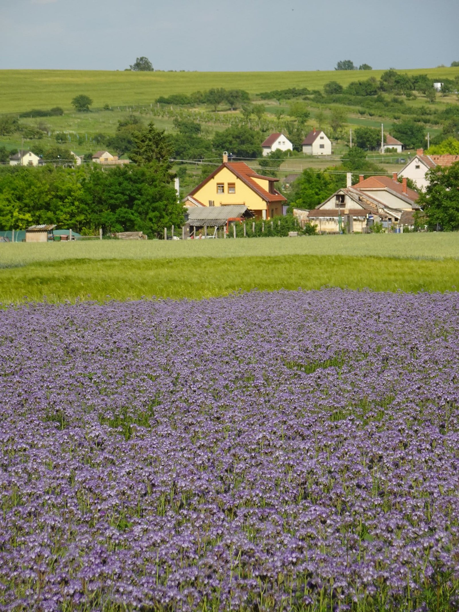 Lavendel?