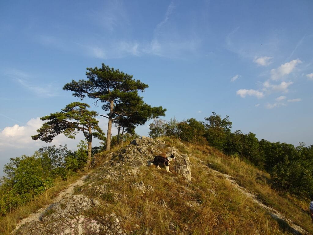 Omgeving