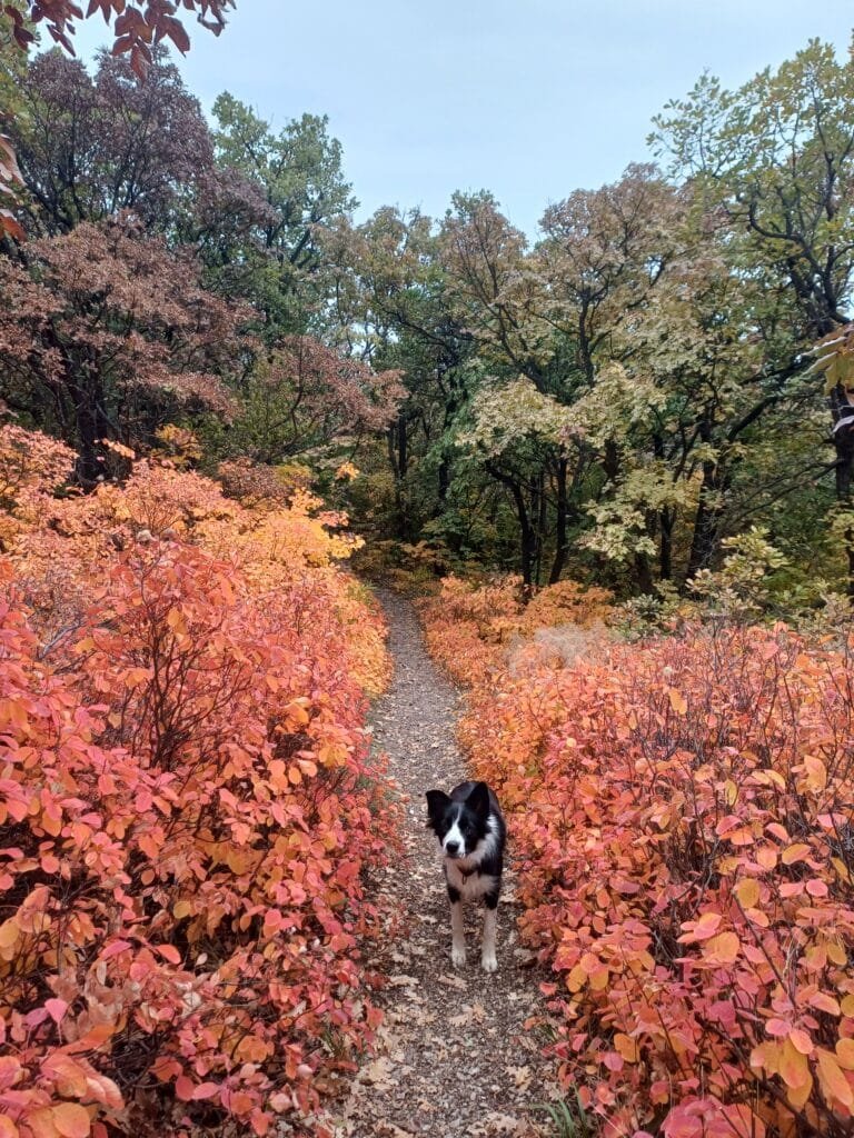 Hongaarse herfst