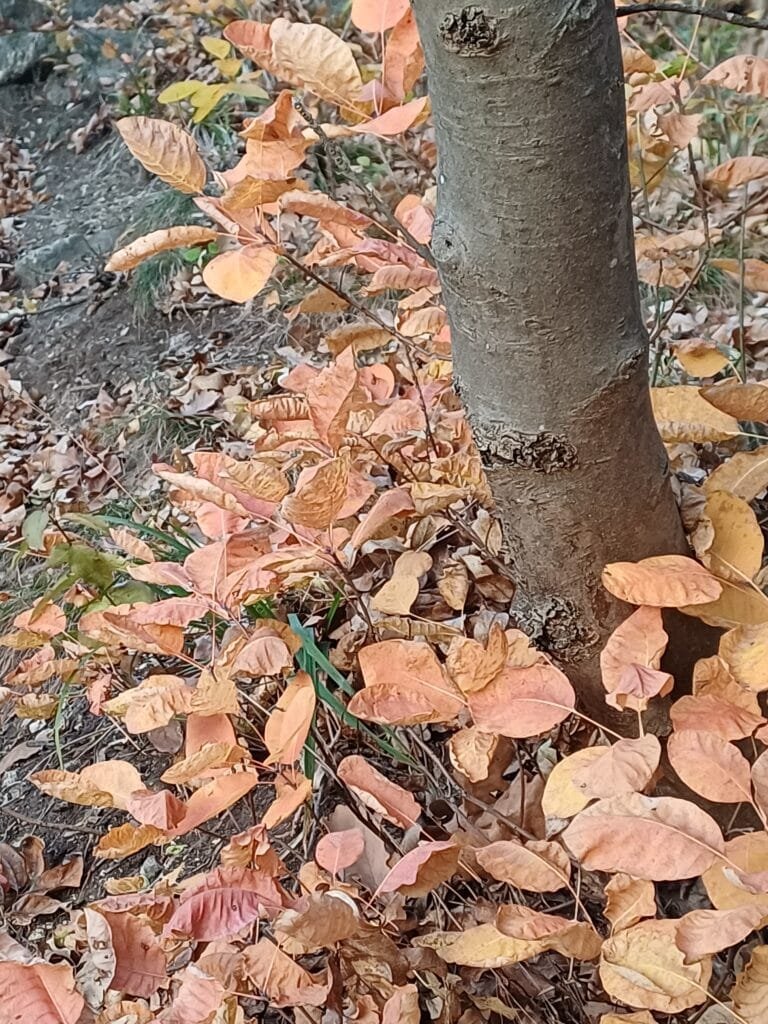 Hongaarse herfst
