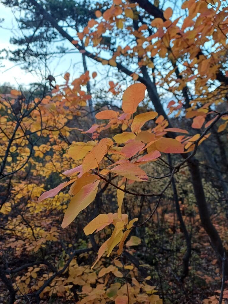Hongaarse herfst